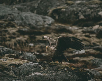 Close-up of bird flying over rock
