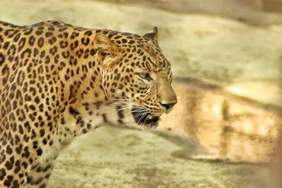 Close-up of a cat looking away