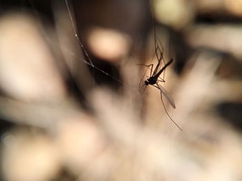 Close-up of insect