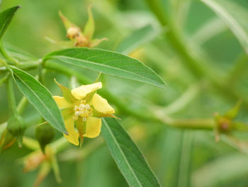 Close-up of butterfly on plant