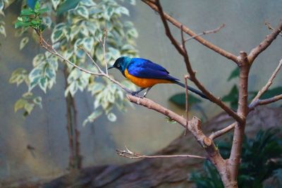 Bird perching on branch