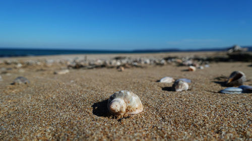 Surface level of shells on beach