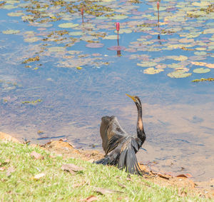 High angle view of gray heron at lakeshore