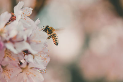 Close-up of bee pollinating on flower