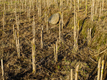 View of an animal on field