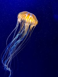 Close-up of jellyfish swimming in sea