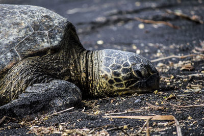 Close-up of tortoise