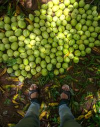 Low section of person standing on plant