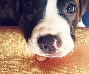 Close-up portrait of dog