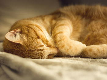 Close-up of a sleeping cat