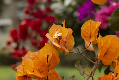 Close-up of orange bougainvillea during autumn