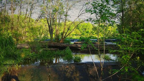 Trees growing in water