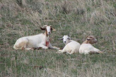 Momma goat and baby goats chilling in a field
