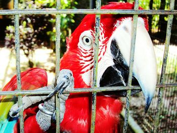 Close-up of parrot in cage
