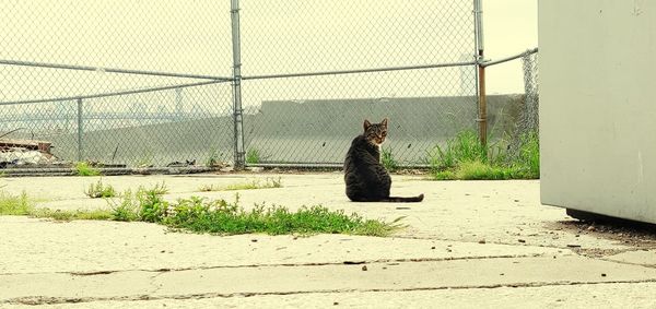 Cat sitting by fence