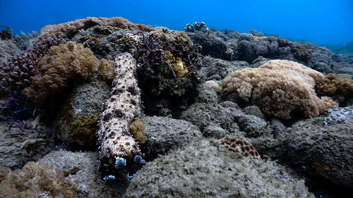 Sea cucumber at pagkilatan