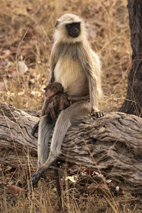 A baby langur with its mother