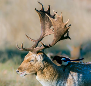 Close-up of deer