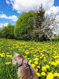 Scenic view of yellow flowers on field
