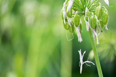 Close-up of fresh green plant