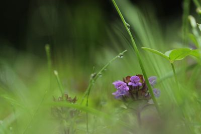 Close-up of flowers growing outdoors