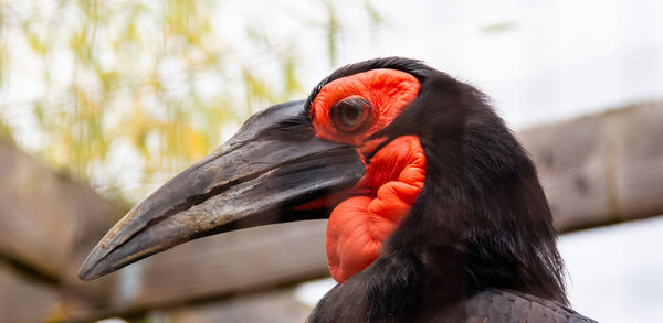 Close-up of a bird