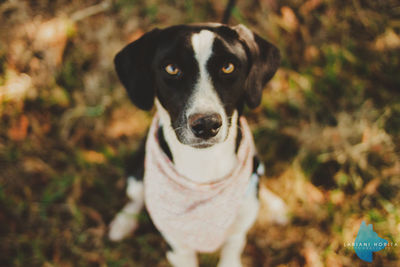 High angle portrait of dog looking away