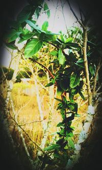 Plants growing on a tree