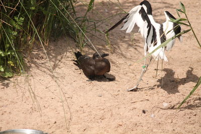 Birds on plants