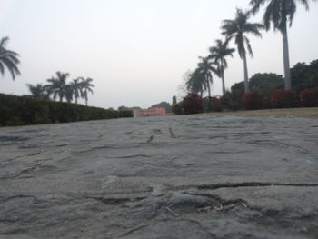 Palm trees on road