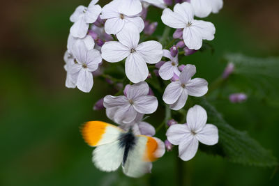 Close-up of white flowering plant