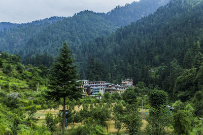 Scenic view of trees and mountains in forest