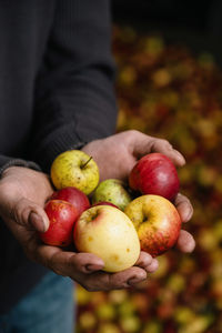 Close-up of hand holding apples