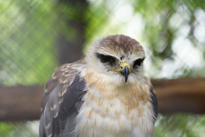 Close-up portrait of ferruginous hawk