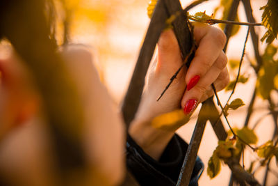 Close-up of hand holding plant