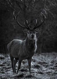 Deer standing on field in forest