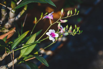 Close-up of pink flowers blooming outdoors