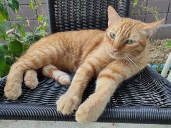 Portrait of cat resting on sofa