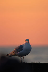 Seagull perching on wooden post against orange sky