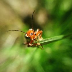 Close-up of insect