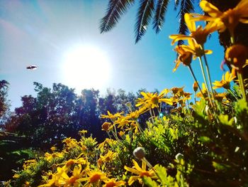 Low angle view of yellow flowering plants against sky on sunny day