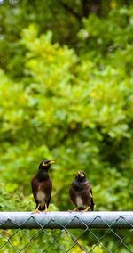 Low angle view of birds perching on tree