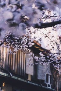 View of cherry blossom