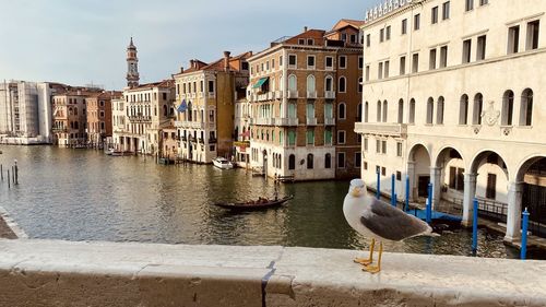 View of seagull on wooden post in canal