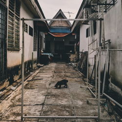 Side view of cat standing at alley