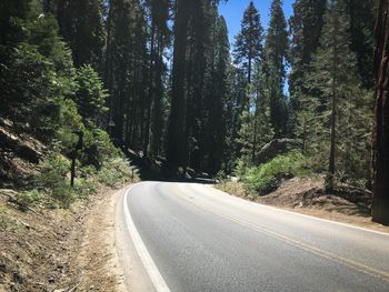 Empty road amidst trees in forest