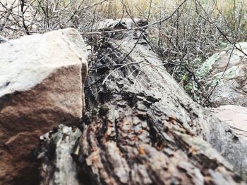 Close-up of tree trunk in winter