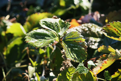 Close-up of fresh green leaves