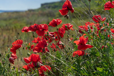 Close-up of red poppy flowers growing on field