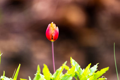 Close-up of pink flowering plant